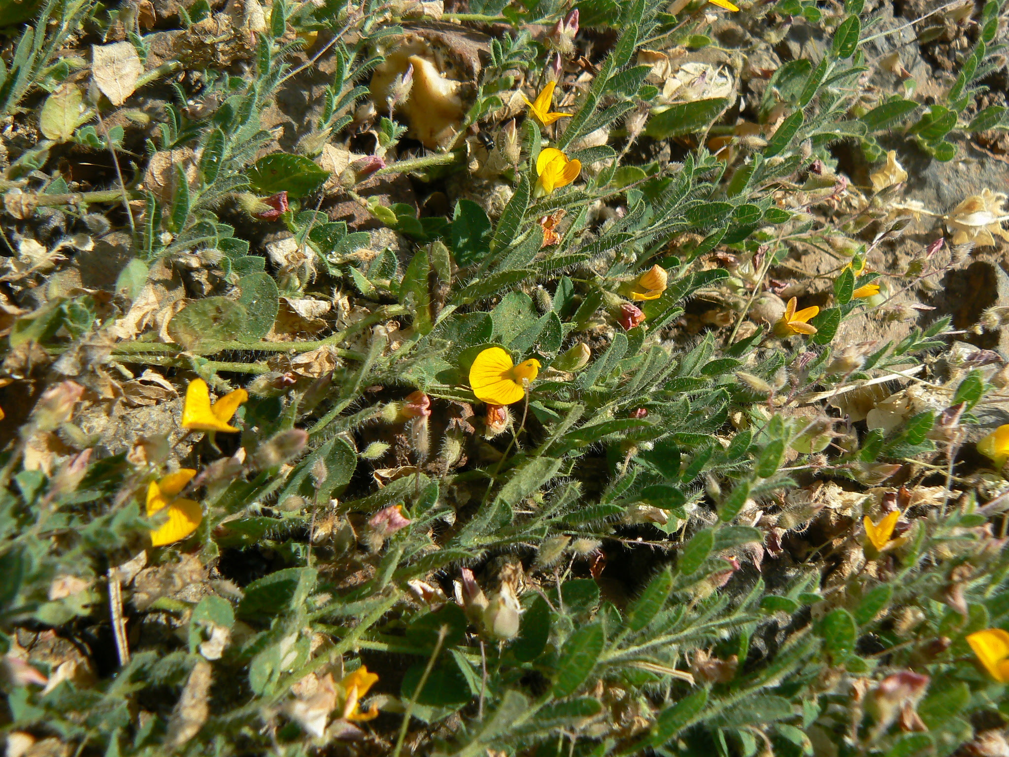 Crotalaria filipes Benth.
