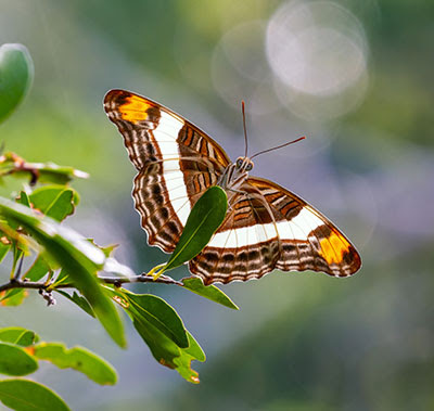 2021 North American Butterfly Photo Contest