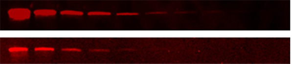 fluorescentlabelcomparison.png