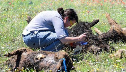 To Study Mass Die-Offs, Scientists Dumped 15 Tons of Feral Pig Carcasses Into a Field image