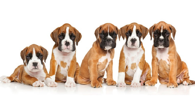 Boxer puppies Boxer puppies
