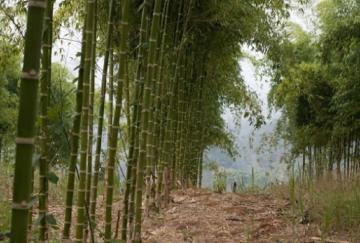 Cajamarca: Apuestan por la siembra de bambú para proteger cultivos en la provincia de Cajabamba