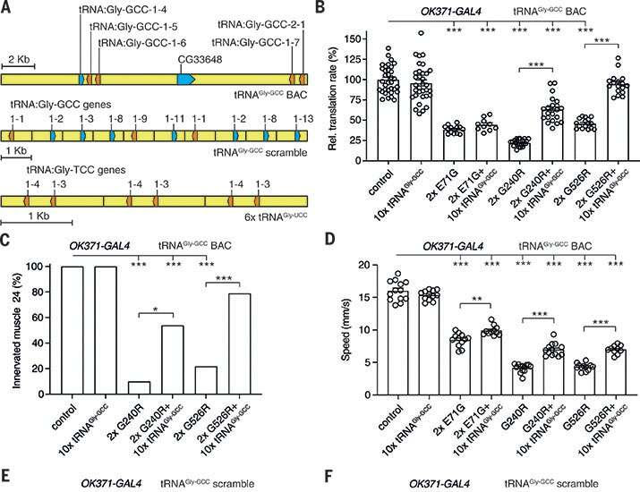 Transfer RNA may be a new drug for peripheral neuropathy