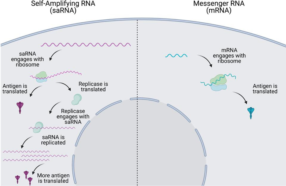 Comparison of intracellular dynamics of self-amplifying and conventional mRNA vaccines