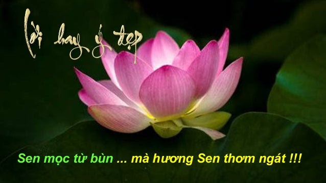 Tam bat bien giua dong doi van bien - Bui Phuong 