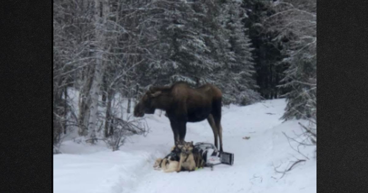 Alaskan Dogsled Team Faces Nearly an Hour of Horror After Run-in Moose in Woods