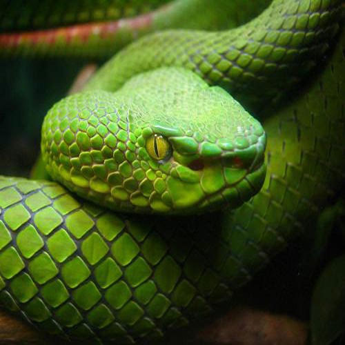 Rắn viper được nhận diện bằng đôi hốc sâu nằm giữa lỗ mũi và mắt. Đây chính là cơ quan cảm nhận nhiệt độ, cho phép rắn nhìn thấy con mồi trong bóng đêm bằng tia hồng ngoại.