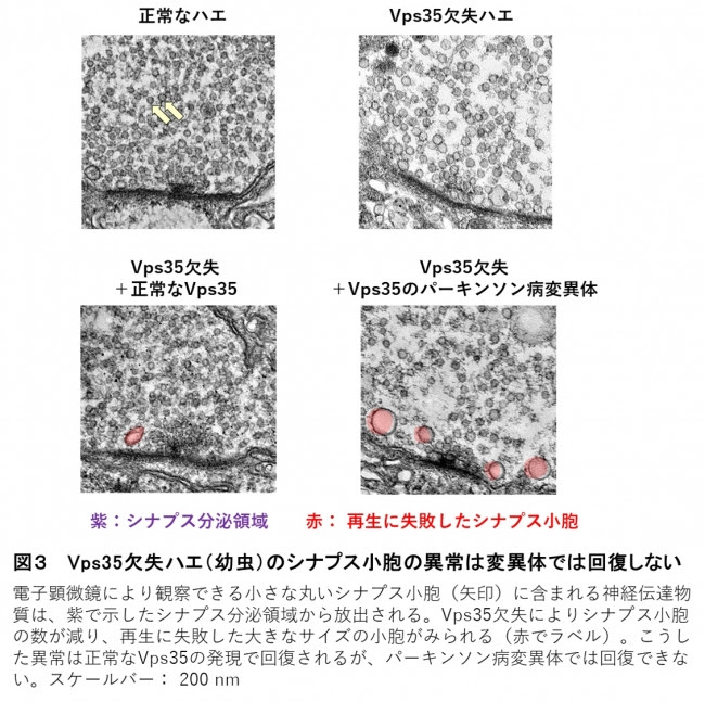 図3 Vps35欠失ハエ(幼虫)のシナプス小胞の異常は変異体では回復しない