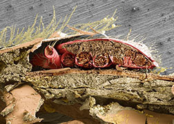 An image showing a cross section of a varroa mite feeding on a honey bee's abdominal cavity