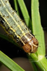 Closeup of a fall armyworm with the white Y visible on the head