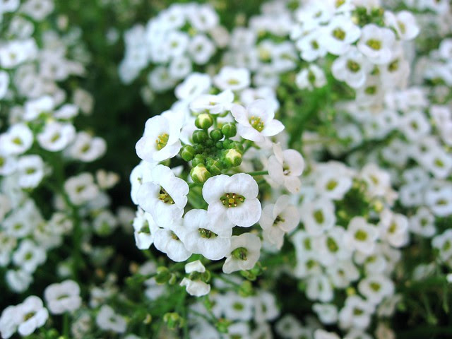 Sweet Alyssum é¦™é›ªç ƒ | Explore beautifulcataya&#39;s photos on ...