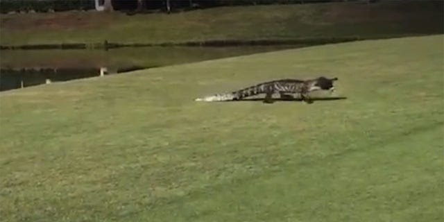 A group of golfers witnessed an alligator emerge from a lake at the Tara Gold and Country Club in Bradenton, Florida, carrying a fish in its mouth in January.