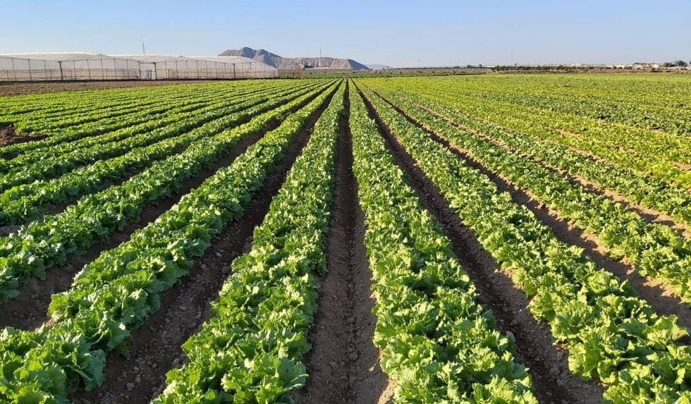 Cultivo de lechugas en el Campo de Cartagena (Murcia),