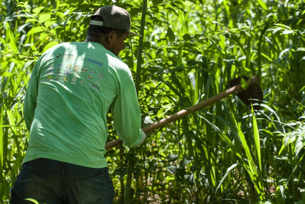 Projeto Corredores de Biodiversidade, brigadistas e funcionários de dois parques nacionais realizaram mutirão de capina em área de restauração no Parque Nacional do Iguaçu