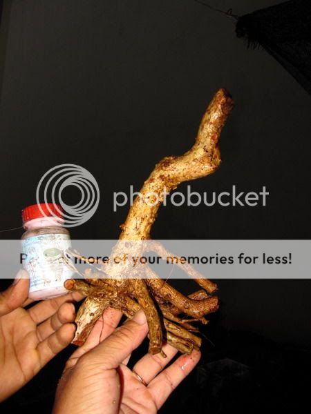 photo IMG_1808_zpsb5efe2f5.jpg