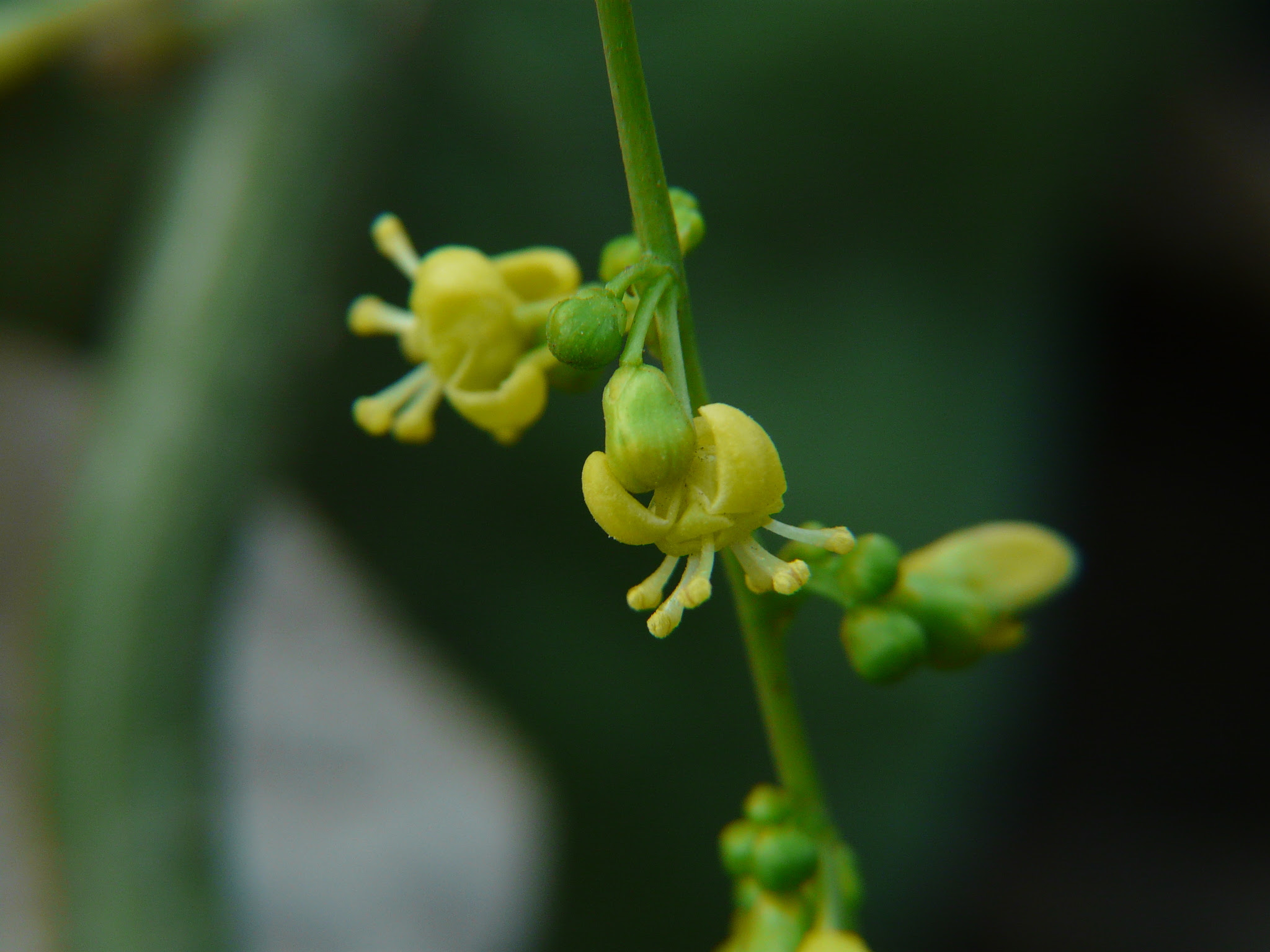 Tinospora cordifolia (Willd.) Hook.f. & Thomson