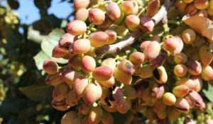 Nut jihad: Taliban makes millions from pistachio farms