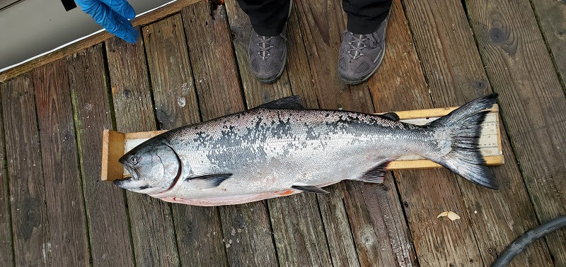 ocean salmon on dock in measuring device