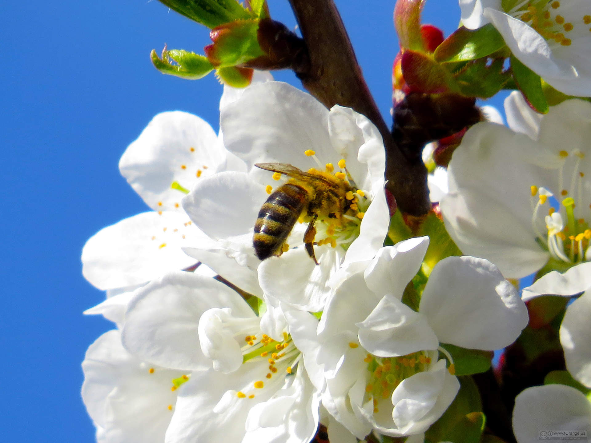 bumble bee botanicals bumble bee botanicals