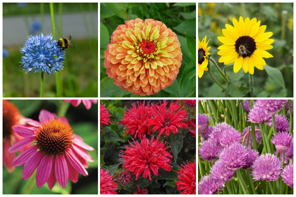 Bright flowers for bees