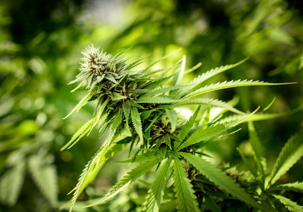 Medical Marijuana