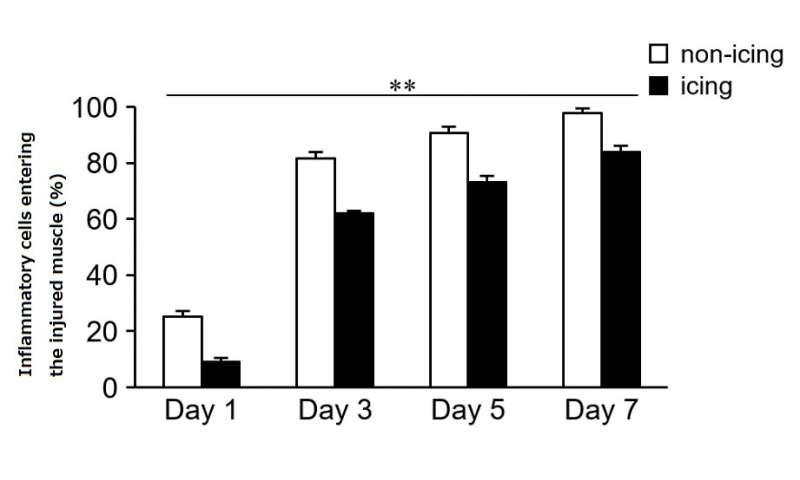 Icing muscle injuries may delay recovery