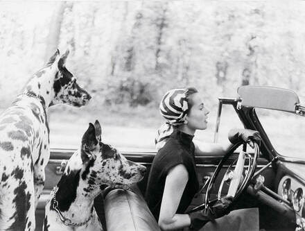 Dogs-Great-Dane-Road-Trip