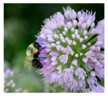 pollinator