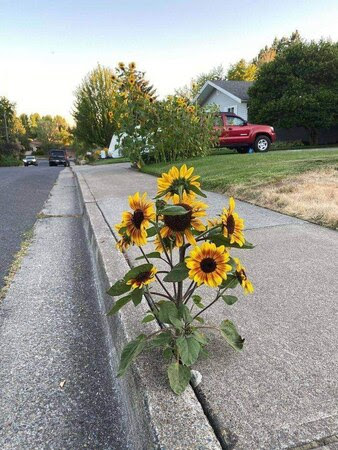 Sunflowers-sidewalk