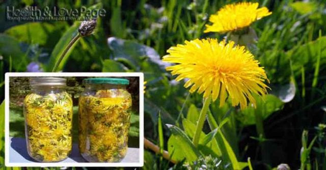 How to Make Dandelion Tea to Cure Cancer and Treat Other Ailments (Video)