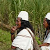 La panela, una dulce apuesta para que los indígenas sigan viviendo en la Sierra de Colombia