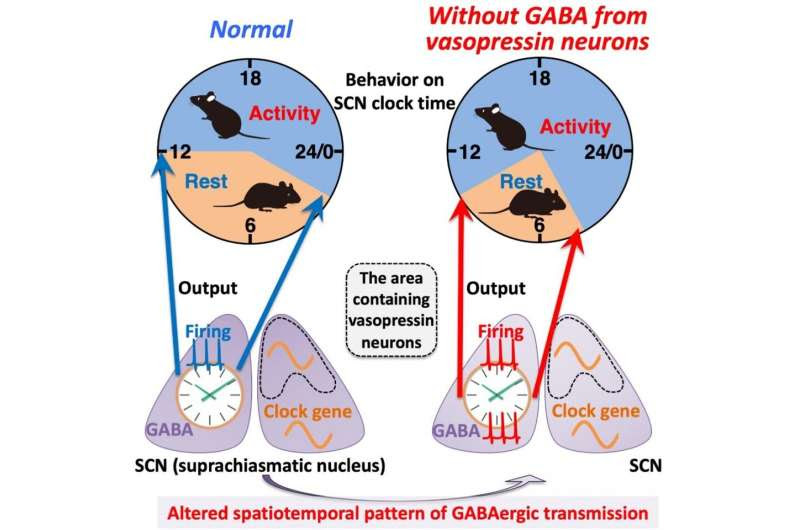 How behavioral rhythms are fine-tuned in the brain