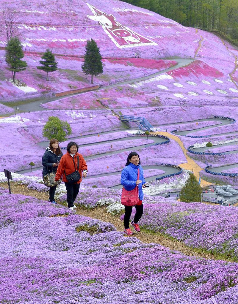  北海道大空町の「芝桜公園」で、見ごろを迎えたシバザクラの丘を散策する観光客＝１４日