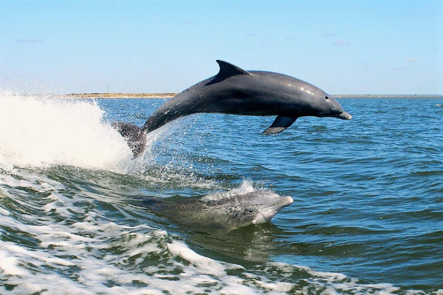 3 of the Best Reasons to Take Dolphin Tours on St. Island, Fl