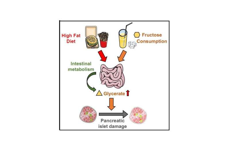 Western diets rich in fructose and fat cause diabetes via glycerate-mediated loss of pancreatic islet cells