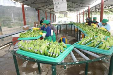 INIA genera tecnología para mejorar la calidad de semilla clonal de banano