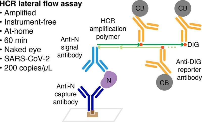 Researchers develop a more sensitive, rapid at-home COVID-19 test