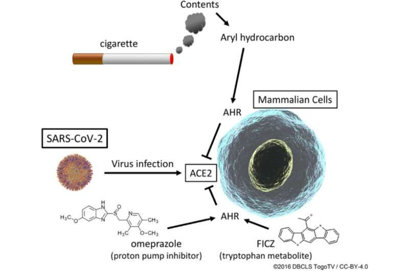 Drugs that mimic effects of cigarette smoke reduce SARS-CoV-2's ability to enter cells