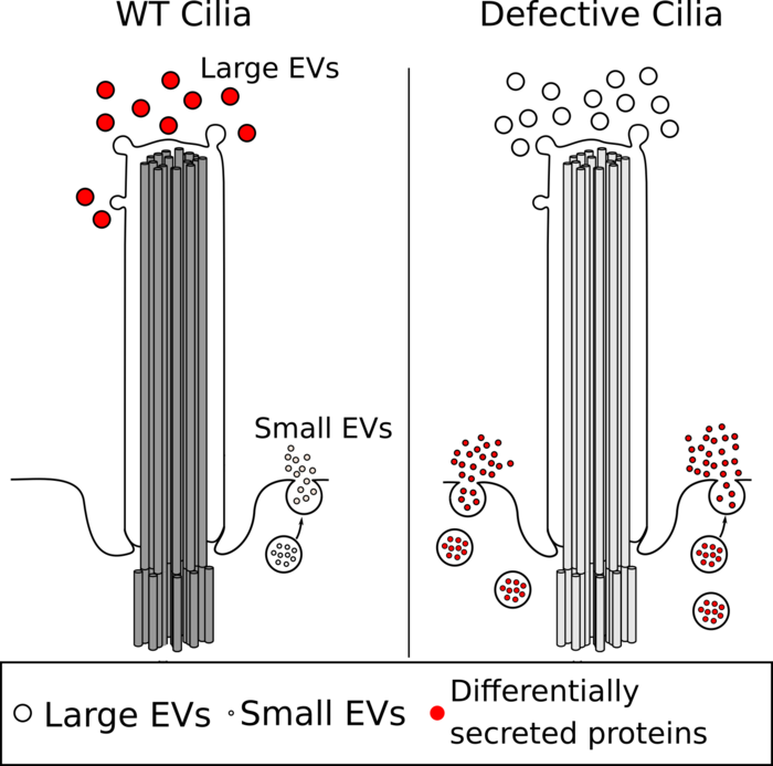 malfunctioning cilium