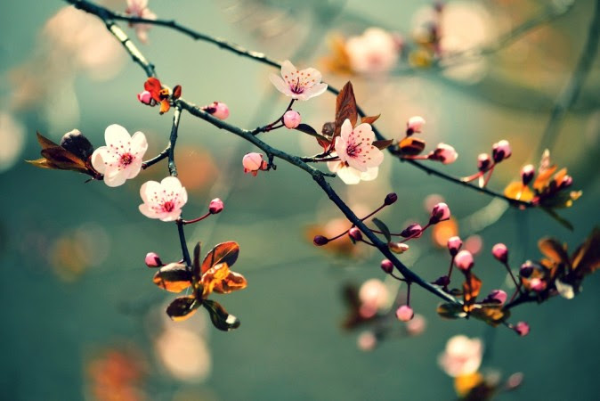 Hình ảnh “hoa anh đào” được lấy từ Shutterstock