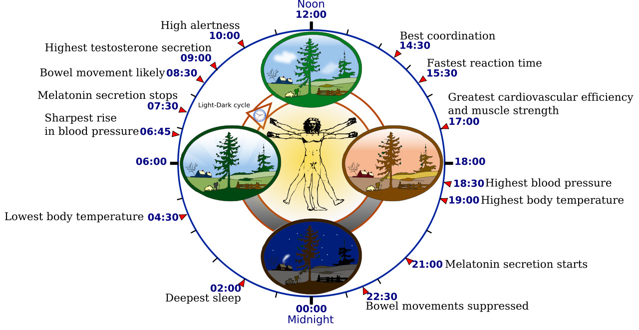 Human biological clock, circadian rhythm