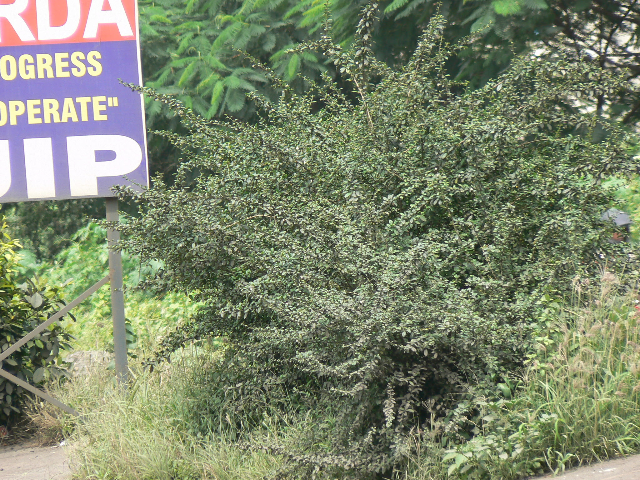 Ehretia microphylla Lam.