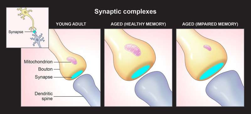 Mitochondria power-supply failure may cause age-related cognitive impairment