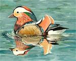 Mandarin Duck - Posted on Tuesday, November 11, 2014 by Cheryl Marie