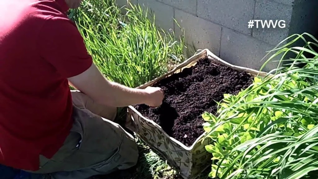 Growing Beans in Containers