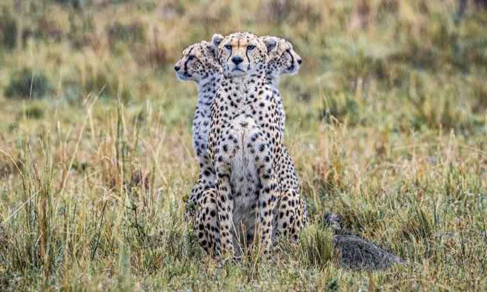 Rare Photo: Cheetah Seems to Have ‘3 Heads’ in This Perfect Safari-Time Illusion