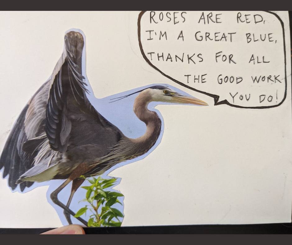 a card with a picture of a great blue heron and text "Roses are red, I'm a great blue, thanks for all the good work you do!"