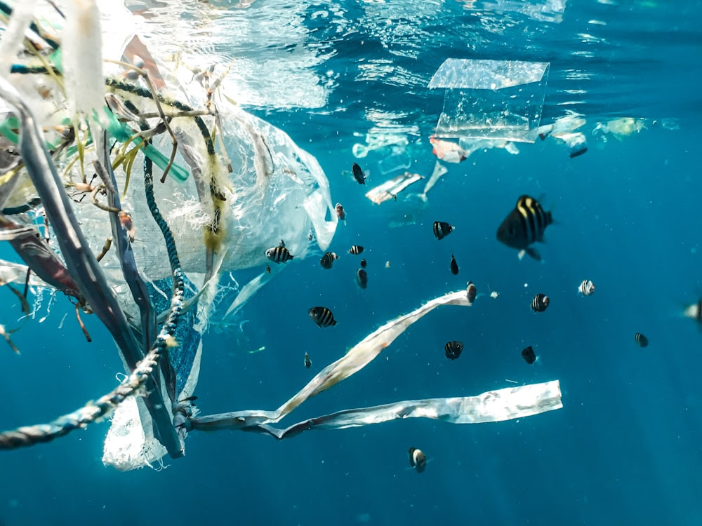 banc de poissons dans l'eau