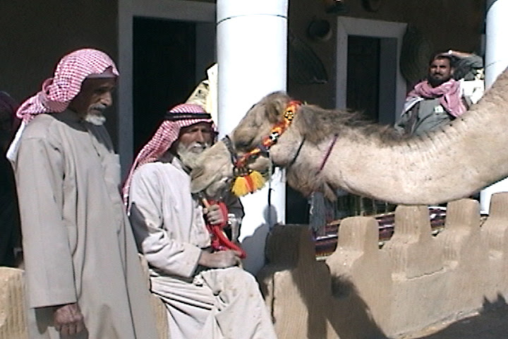 Camel Hault