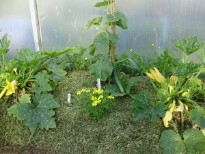 Cucumber 'Burpless Tasty Green' with courgette 'Atena' in side bed late May